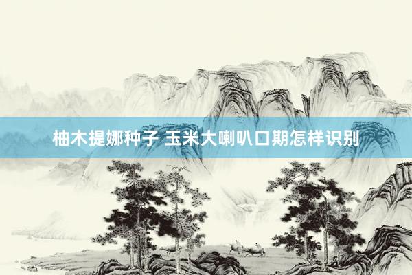 柚木提娜种子 玉米大喇叭口期怎样识别
